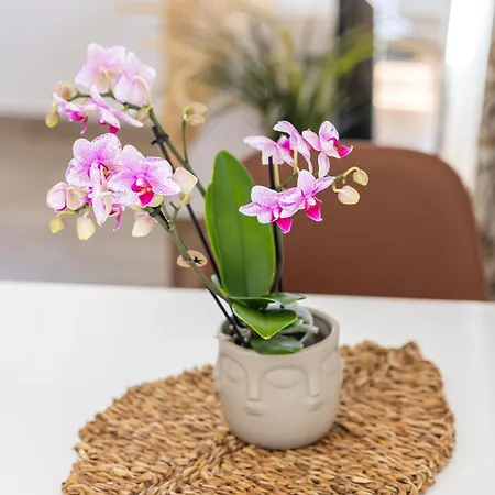 Romantic View Apartman *